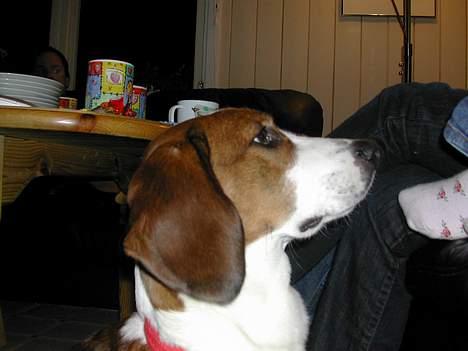 Kleiner münsterländer tinto(død) billede 14