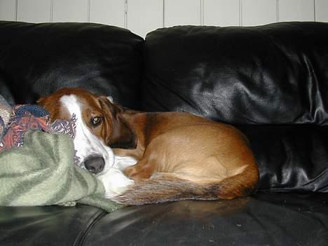 Kleiner münsterländer tinto(død) billede 15