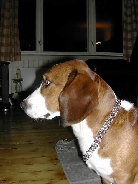 Kleiner münsterländer tinto(død) - doffen og hans fine halsbånd billede 16