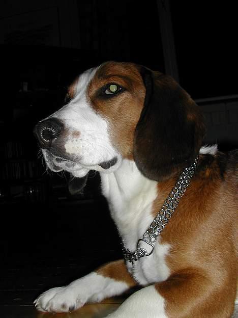 Kleiner münsterländer tinto(død) - er jeg ikke qul med mit nye halsbånd billede 17