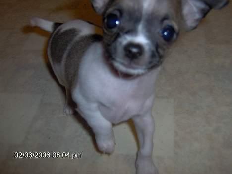 Chihuahua LouLou - Nye billeder fra weekenden uge 5 ! Lækker vaps ! ;-) billede 4