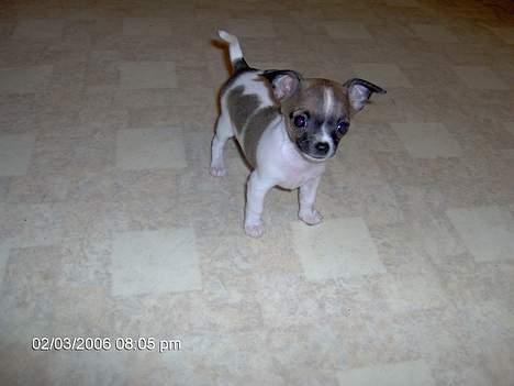 Chihuahua LouLou - "Hej du der! Hvad tror du lige du skal med det kamera, hva, HVA?" :) billede 5