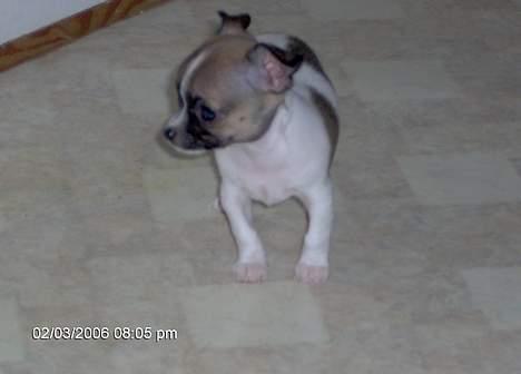 Chihuahua LouLou billede 6