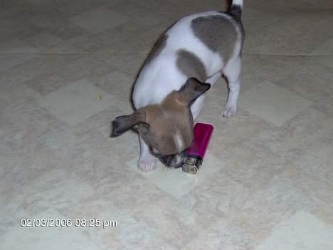 Chihuahua LouLou - Se lige dét størrelsesforhold ! ;-) billede 7