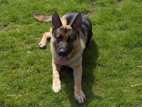 Schæferhund NUWO billede 1