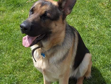 Schæferhund NUWO billede 2