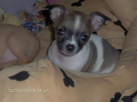 Chihuahua LouLou - Ligger lige og hygger med mine søskende ! ;) billede 8