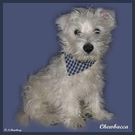 West highland white terrier Chewbacca - Chewbacca 4 mdr. gammel billede 17