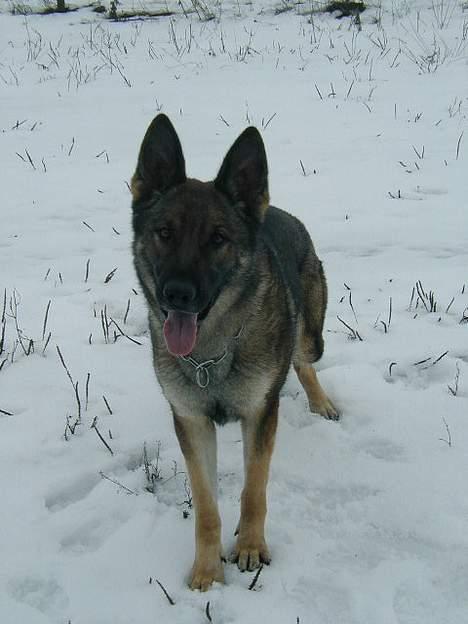 Schæferhund Hajen's Penny *Død* - jeg venter ..... billede 8