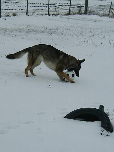 Schæferhund Hajen's Penny *Død* - er der noget bedre end en fodbold .... billede 9