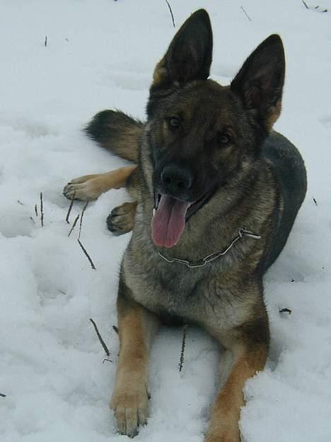 Schæferhund Hajen's Penny *Død* - lækker pigehund billede 10