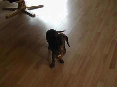 Dværggravhund Luna billede 7