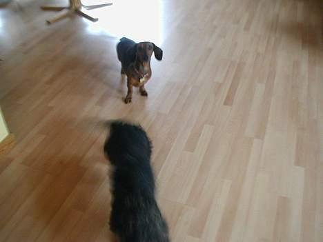 Dværggravhund Luna billede 8