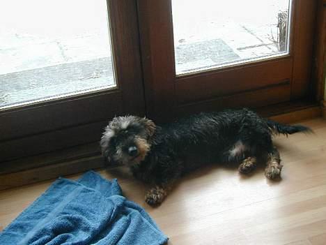 Gravhund Frederik billede 12