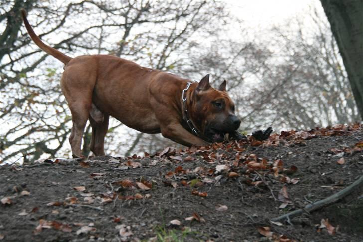 Amerikansk staffordshire terrier Kobe *R.I.P* - 23 Måneder  billede 18