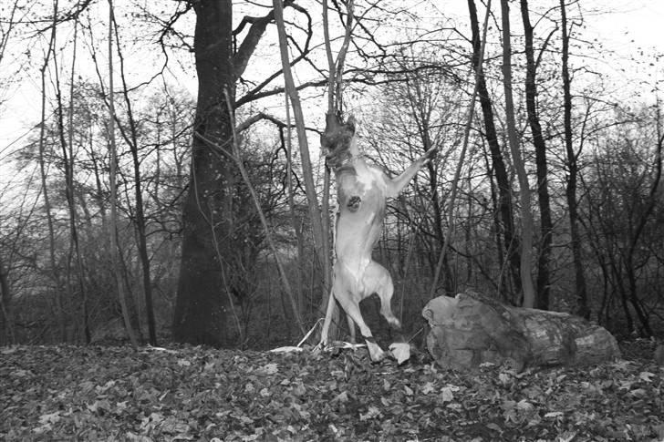 Amerikansk staffordshire terrier Kobe *R.I.P* - 23 Måneder billede 19