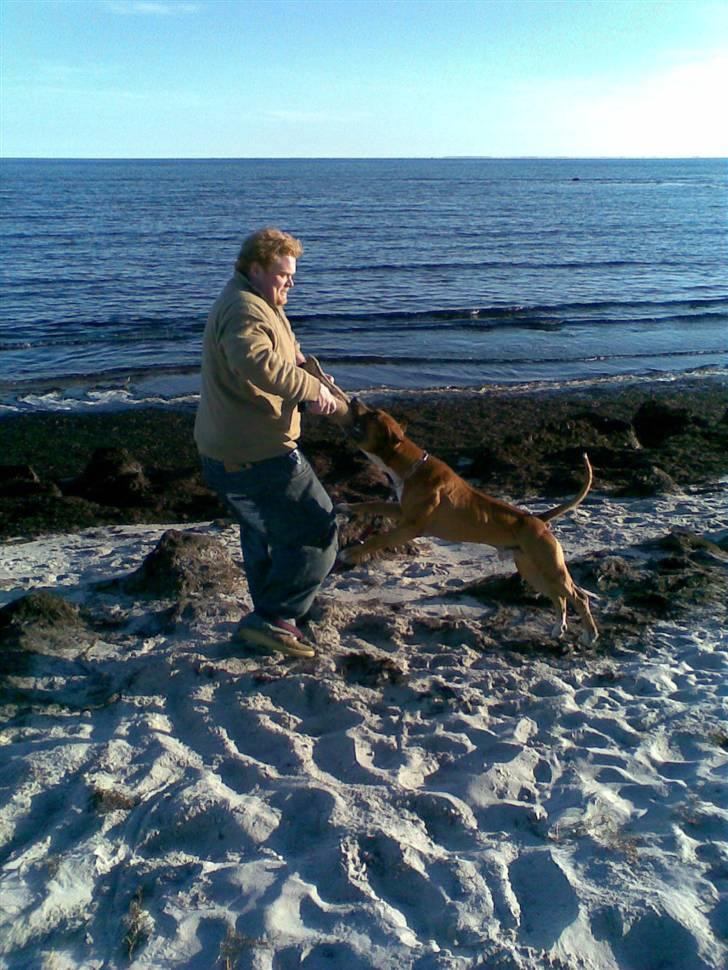 Amerikansk staffordshire terrier Kobe *R.I.P* - Thor og Kobe på Hundige Strand. billede 20