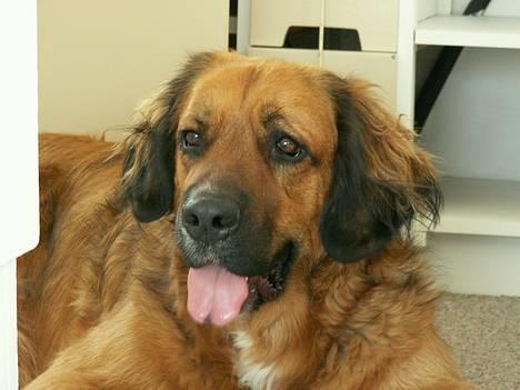 Blanding af racer Seiko - Er jeg ikke sød..... billede 1