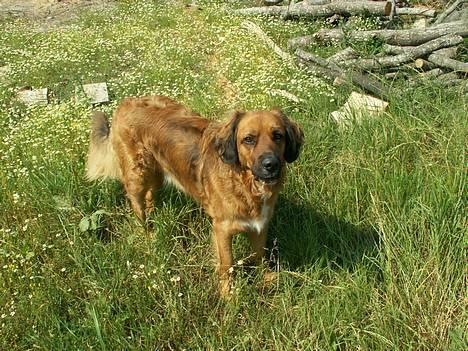 Blanding af racer Seiko billede 2