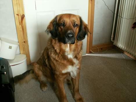 Blanding af racer Seiko - Skynd dig så at ta det billede... Jeg er sulten...!! billede 3