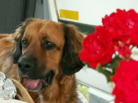 Blanding af racer Seiko billede 4