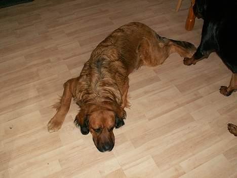 Blanding af racer Seiko - Jeg er lidt træt nu... billede 5