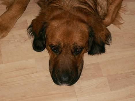 Blanding af racer Seiko - Okay sidste billede... så vil jeg også sove, okay...? billede 6