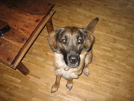 Blanding af racer Bella Mumbassa Uhaha - Hej mor! billede 6