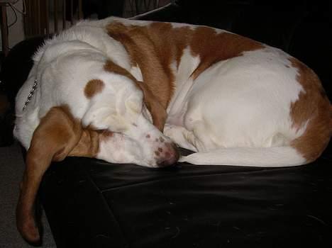 Basset hound Walter  R.I.P - zzzzzzzzzzzzzzzzzzzzz billede 9