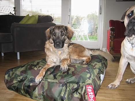 Blanding af racer Bella Mumbassa Uhaha - Uh, Zuco har fået denne her lækre nye seng fra Fatboy i fødselsdagsgave. billede 7