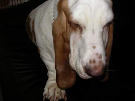 Basset hound Walter  R.I.P - nej mor.. hvorfor vækker du mig nu.......  billede 10