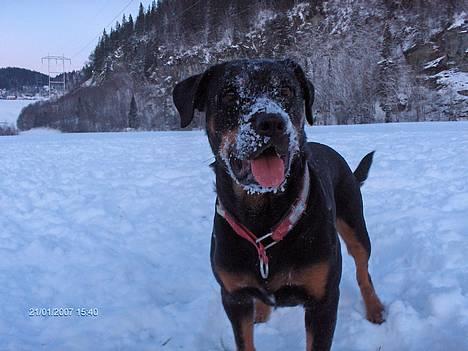 Rottweiler Maja * Himmelhund 2018 * - Maja januar 2007 billede 15