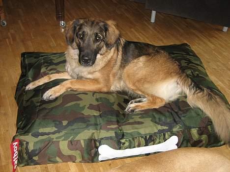 Blanding af racer Bella Mumbassa Uhaha - Og jeg har fået lov til at låne den. Man ligger dejligt... billede 8