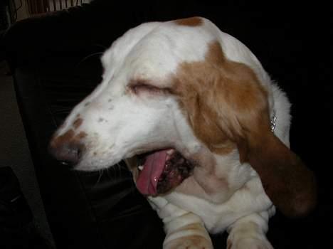 Basset hound Walter  R.I.P - *gaaaaaab* lad vær med at tage billeder.. jeg er træt... billede 11