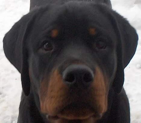 Rottweiler Phoco * Himmelhund 2018 * billede 19