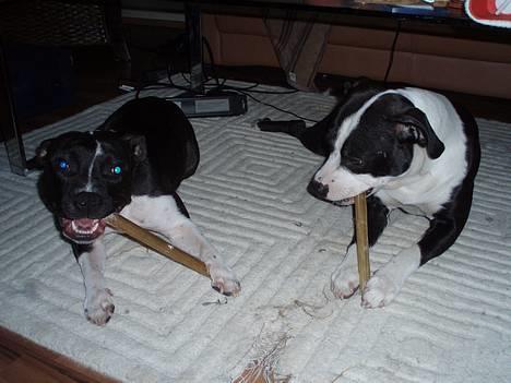 Blanding af racer Samson - Yes her er Samson og lillefis (det er hvad vi kalder hinde, hun heder Troja) billede 13