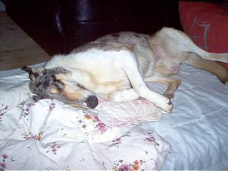 Collie korthåret Zeppo. nu i hundehimlen - hvor er det hyggeligt at putte i sengen billede 6