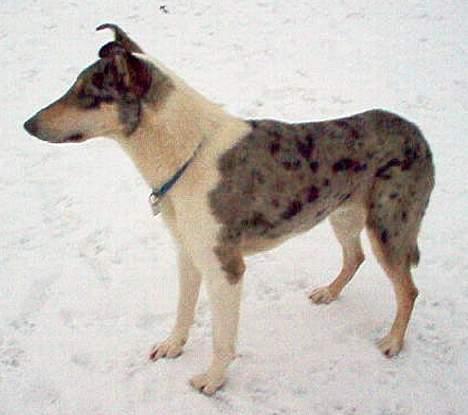 Collie korthåret Zeppo. nu i hundehimlen billede 7