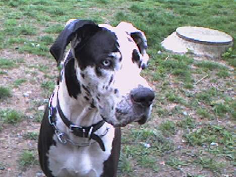 Blanding af racer Grand danois og Dobermann - min gamle hun thor billede 3