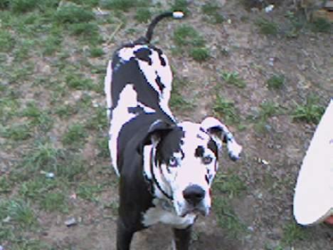 Blanding af racer Grand danois og Dobermann - min gamle hun thor billede 5