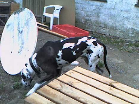 Blanding af racer Grand danois og Dobermann billede 6