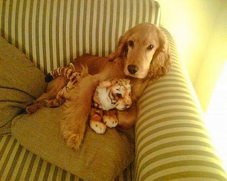 Cocker spaniel *William* Er aflivet !:( - Nye billeder fra d. 5/2-06. billede 11