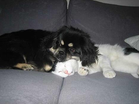Tibetansk spaniel Sommerlyst´s Kham-Pa Zeus - Zeus putter med vores mindste kat, Herbert. billede 19