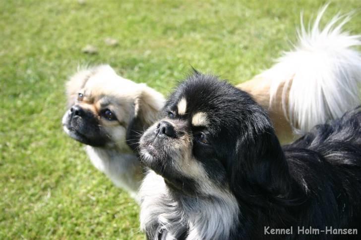 Tibetansk spaniel Sommerlyst´s Kham-Pa Zeus - Solen skinner... himlen er blåååå!!! billede 20