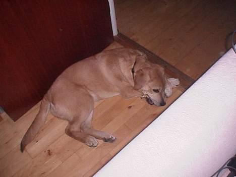 Blanding af racer Molly billede 14