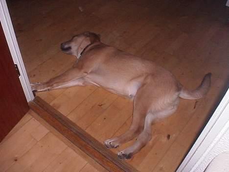 Blanding af racer Molly - tager lige en lur... billede 15