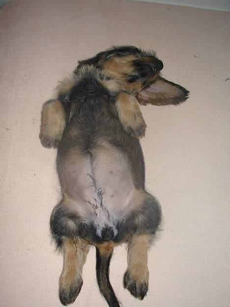 Gravhund Smilla - ligger bene op og slapper total af billede 5