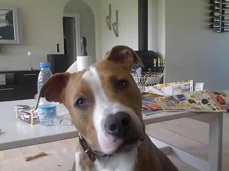 Amerikansk staffordshire terrier Cosmo (Du er savnet) - Hey vil du noget makker!!!   ;o) billede 13