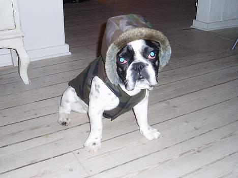 Fransk bulldog Zeus R.I.P billede 7