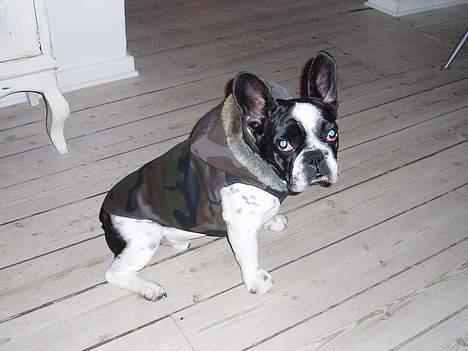 Fransk bulldog Zeus R.I.P billede 8